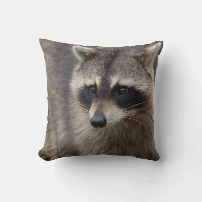 Almofada Guaxinim, Procyon lotor, Flórida (Frente)