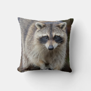 Almofada Guaxinim, Procyon lotor, Flórida, EUA 2