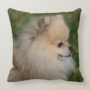 Almofada Headshot 2 de Pomeranian