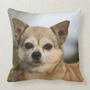 Almofada Headshot da chihuahua