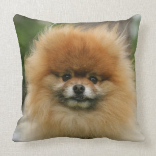 Almofada Headshot de Pomeranian que olha a câmera