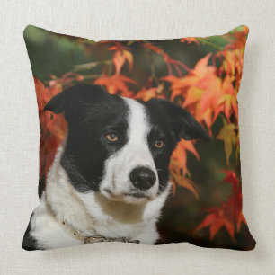 Almofada Headshot do outono de border collie