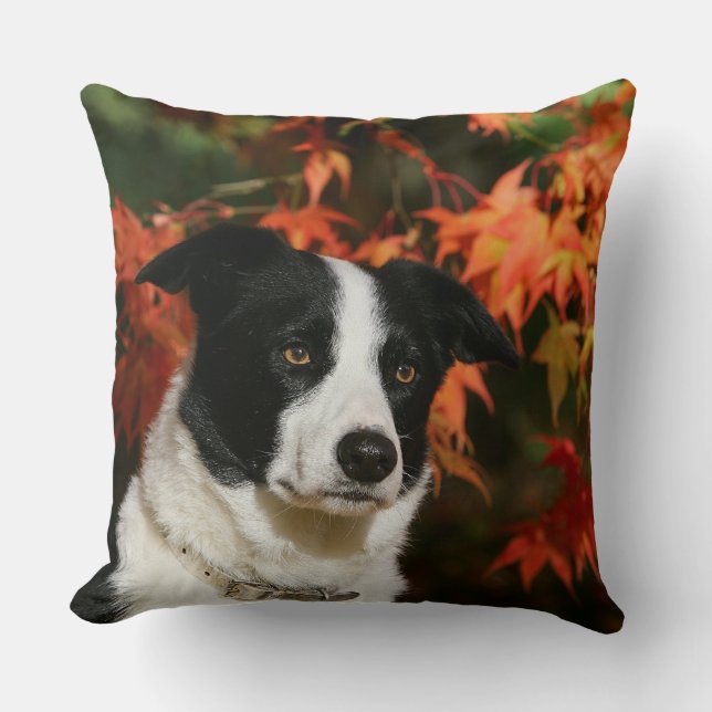 Almofada Headshot do outono de border collie (Frente)