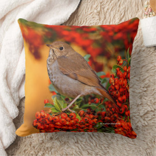 Almofada Hermit Thrush Songbird no espinho-de-espinho