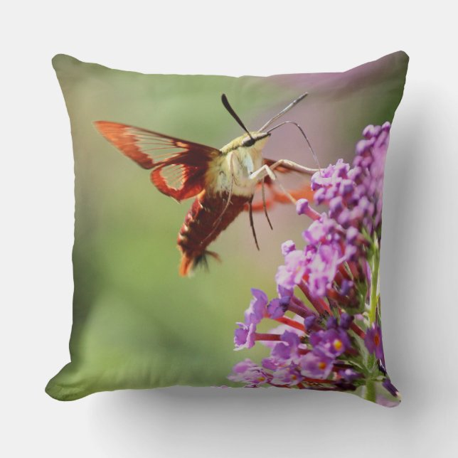 Almofada Hummingbird Moth em uma Borboleta Bush (Frente)