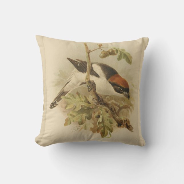 Almofada Ilustração Vintage de Woodchat Shrike (Frente)
