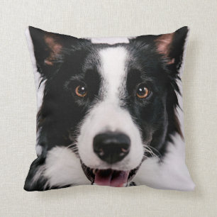 Almofada Imagens de Getty   A border collie de sorriso