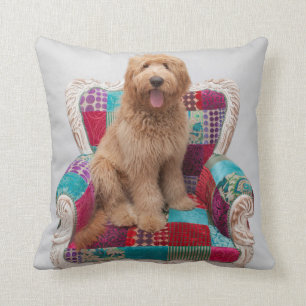 Almofada Imagens de Getty Goldendoodle bonito