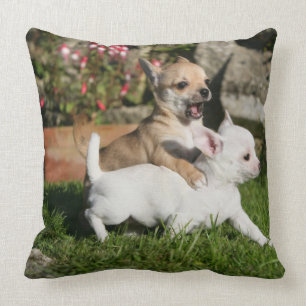 Almofada Jogo do filhote de cachorro da chihuahua
