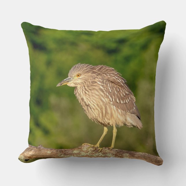 Almofada Juvenile Black Crowned Night Heron (Frente)
