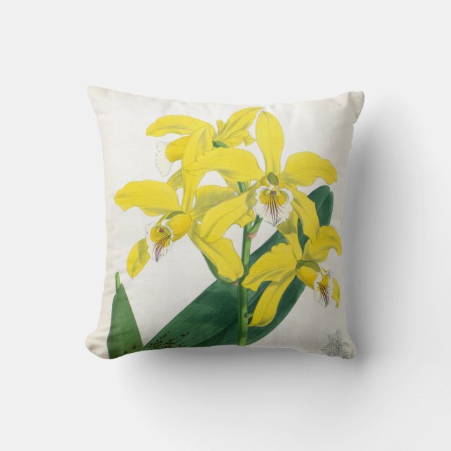 Almofada Laelia Xanthina Vintage Orquídea Amarela Lindenia (Frente)