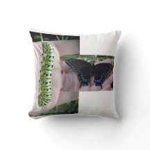 Lagarta-do-mato-preto