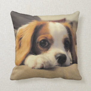 Almofada Lance descuidado Pollow do Spaniel de rei Charles