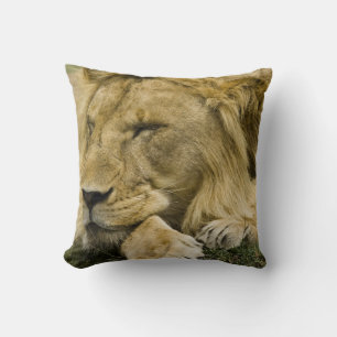 Almofada Leão Africano, Panthera leo, deitado dormindo