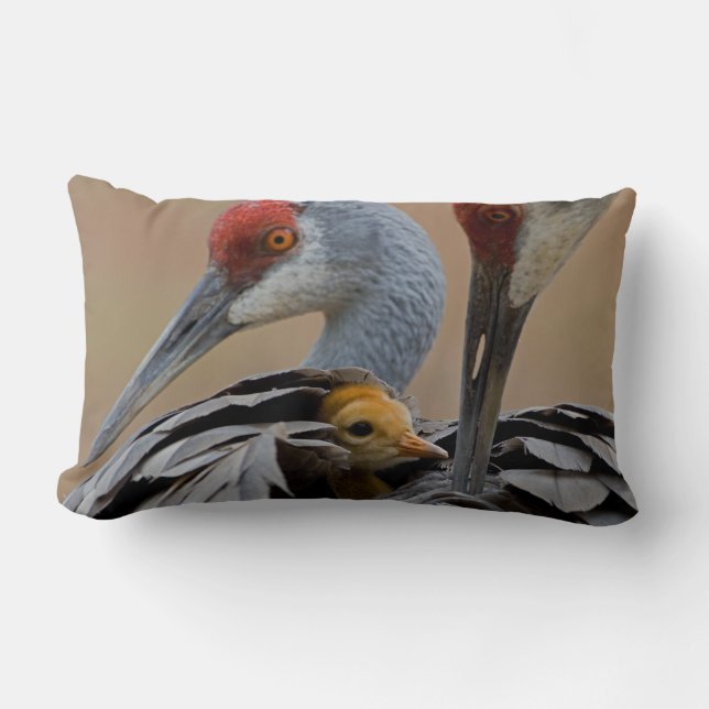 Almofada Lombar Bebê Sandhill (Frente)