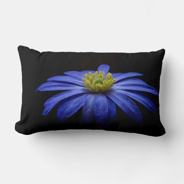 Almofada Lombar Blue Daisy Gerbera Flower em preto (Frente)