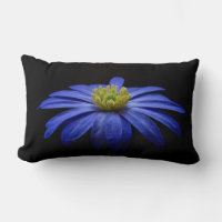 Blue Daisy Gerbera Flower em preto