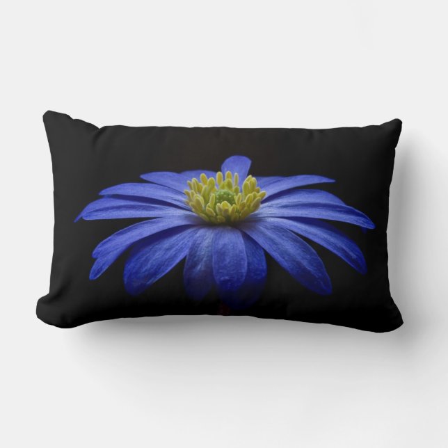Almofada Lombar Blue Daisy Gerbera Flower em preto (Frente)