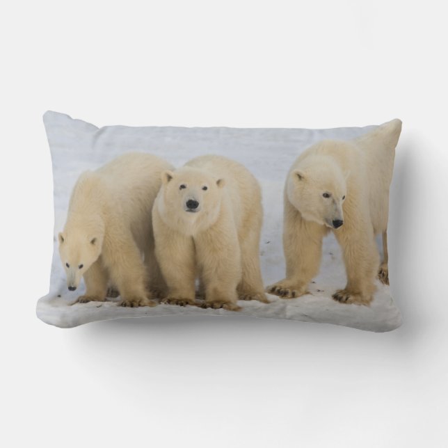 Almofada Lombar Canadá, Baía de Hudson. Mãe ursa polar com dois (Frente)
