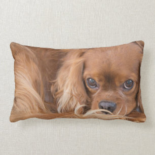 Almofada Lombar Cavalier King Charles Spaniel Olha Em Seu Travesse