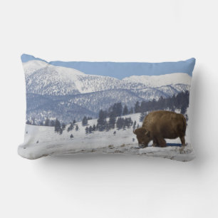 Almofada Lombar EUA, WY, Parque Nacional Yellowstone, Bisonte Amer