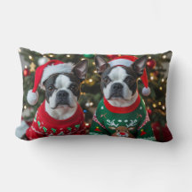 Natal bonito de Boston Terrier