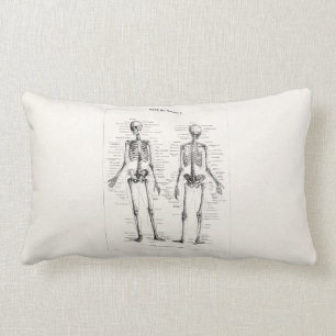 Almofada Lombar O osso humano de esqueleto da anatomia do vintage