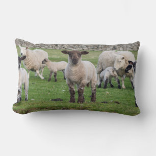 Almofada Lombar Ovelha Shetland