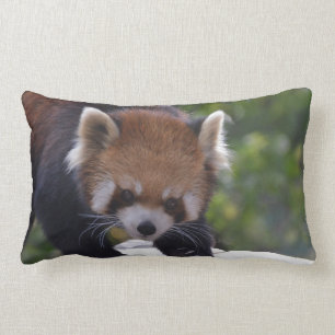 Almofada Lombar Panda vermelha Prowling
