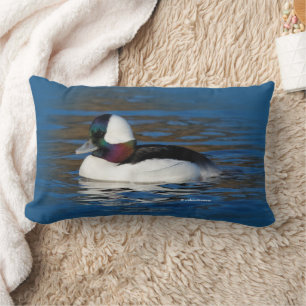 Almofada Lombar Pato considerável do Bufflehead na lagoa do