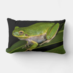 Almofada Lombar Rã-verde (Hyla cinerea) 2