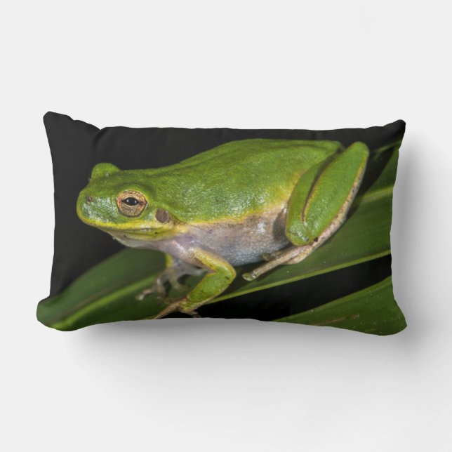 Almofada Lombar Rã-verde (Hyla cinerea) 2 (Frente)