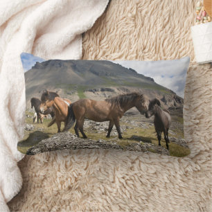 Almofada Lombar Rebanho de Cavalos, Perto de Hofn, Islândia