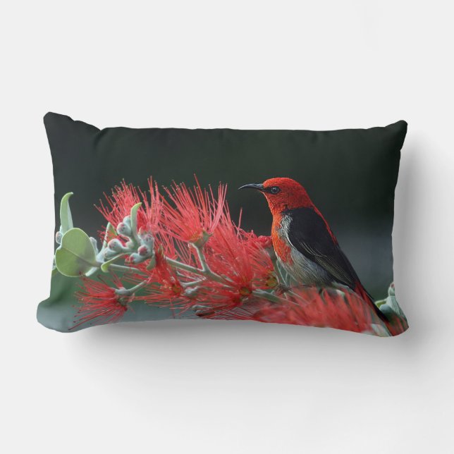 Almofada Lombar Scarlet Honeyeater 1 Travesseiros (Frente)