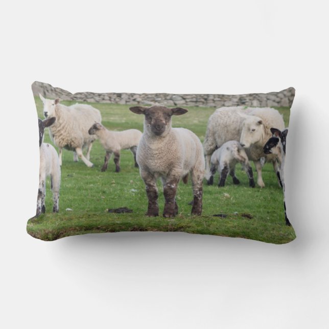 Almofada Lombar Shetland Sheep (Frente)