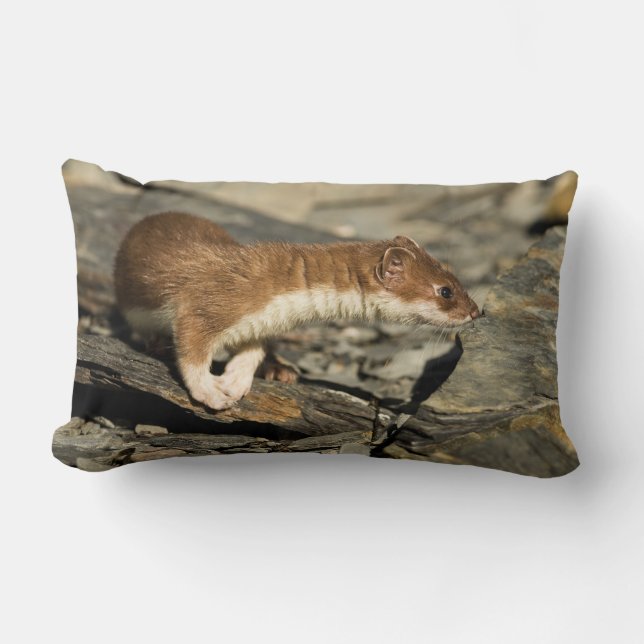 Almofada Lombar Sniffing Weasel (Frente)