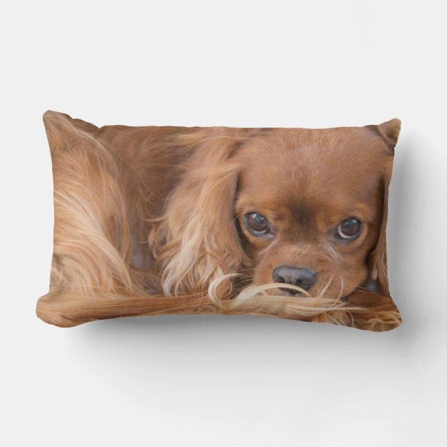 Almofada Lombar Travesseiro Cavalier King Charles Spaniel Olhos em (Frente)