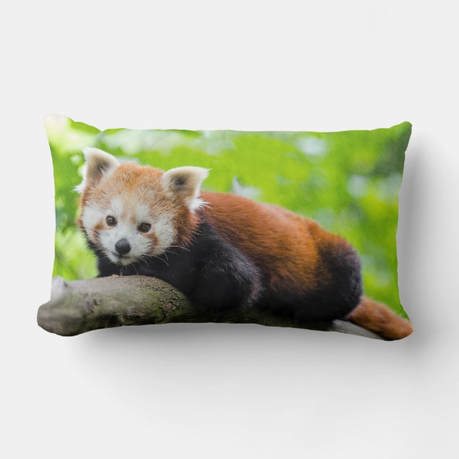 Almofada Lombar Travesseiro decorativo Red Panda (Frente)