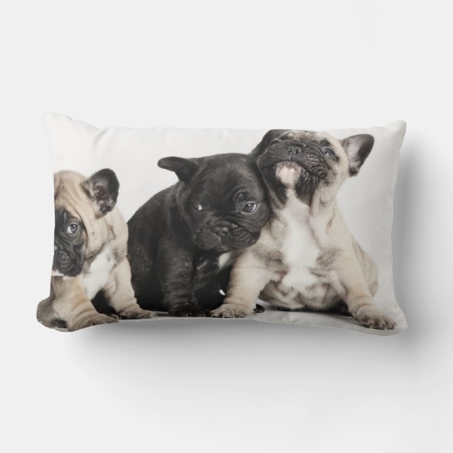 Almofada Lombar Três Pug Puppies (Frente)
