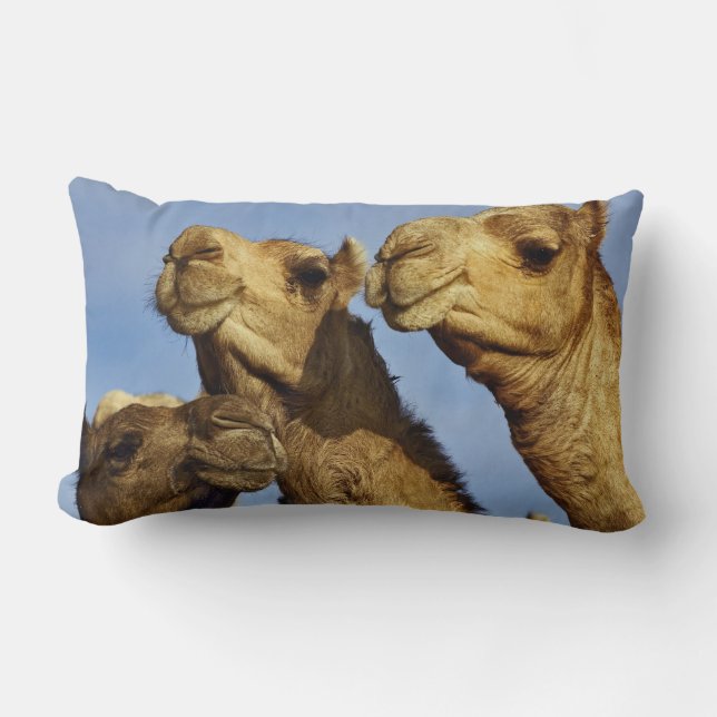 Almofada Lombar Trío de camelos, mercado de camelos, Cairo, Egito (Frente)