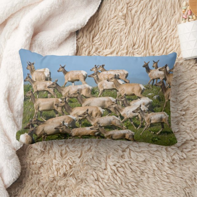 Almofada Lombar Tule Elk| Point Reyes National Seashore, CA (Cobertor)