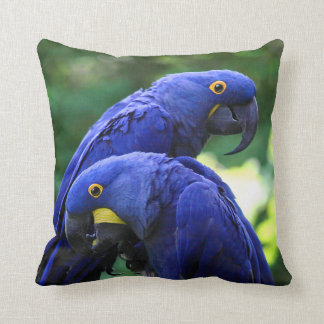 Almofada Macaws do jacinto