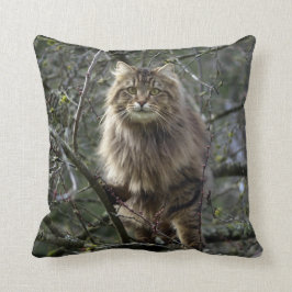 Almofada Maine Coon Comprimidos De Cabelo Longo