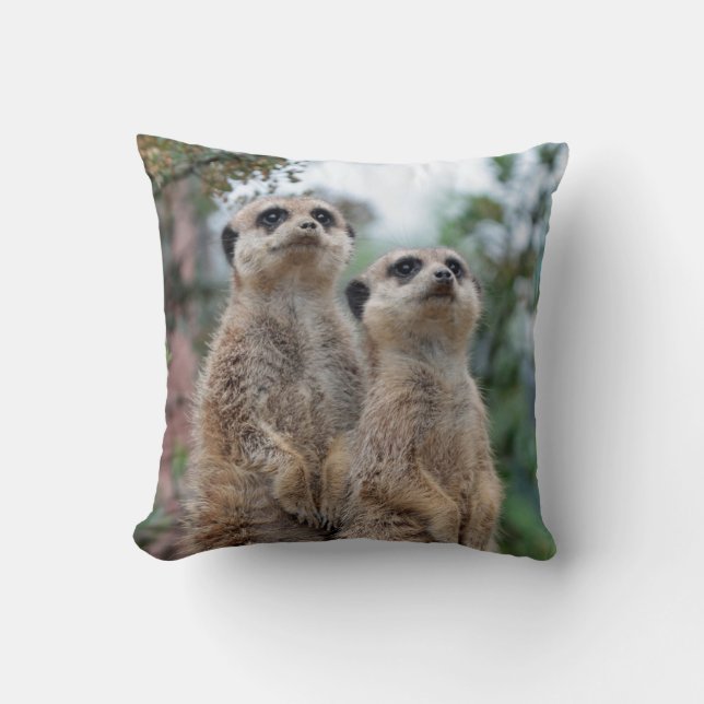 Almofada Meerkat 013 (Frente)