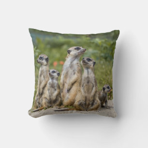 Almofada Meerkats
