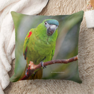 Almofada Mini Macaw de Hahn / Macaw de bolinho vermelho