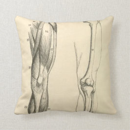 Almofada Músculos da anatomia |   do vintage e ossos do pé