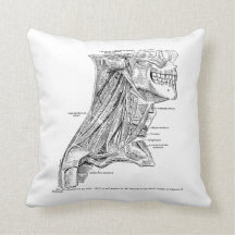 Músculos humanos da anatomia do vintage do pescoço