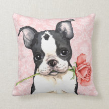 Namorados Rosa Boston Terrier