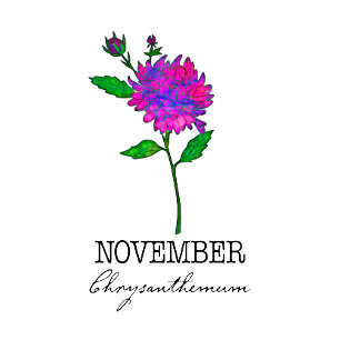 Almofada Nascimento Mês Flor Novembro Chrysanthemum